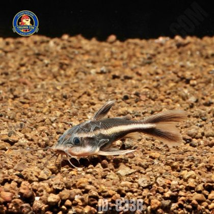 mèo sọc dưa (5)