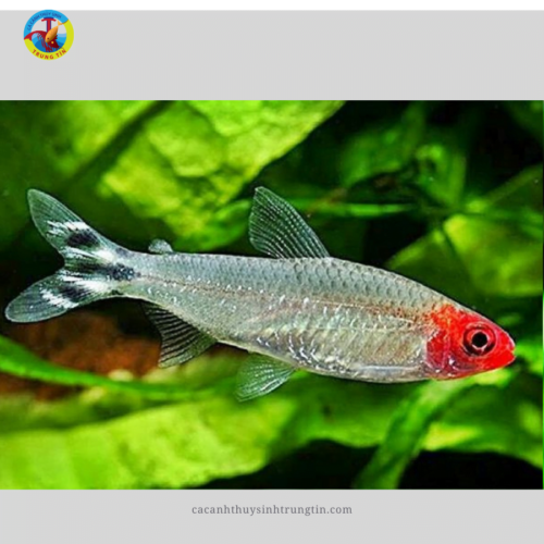 Cá Mũi Đỏ