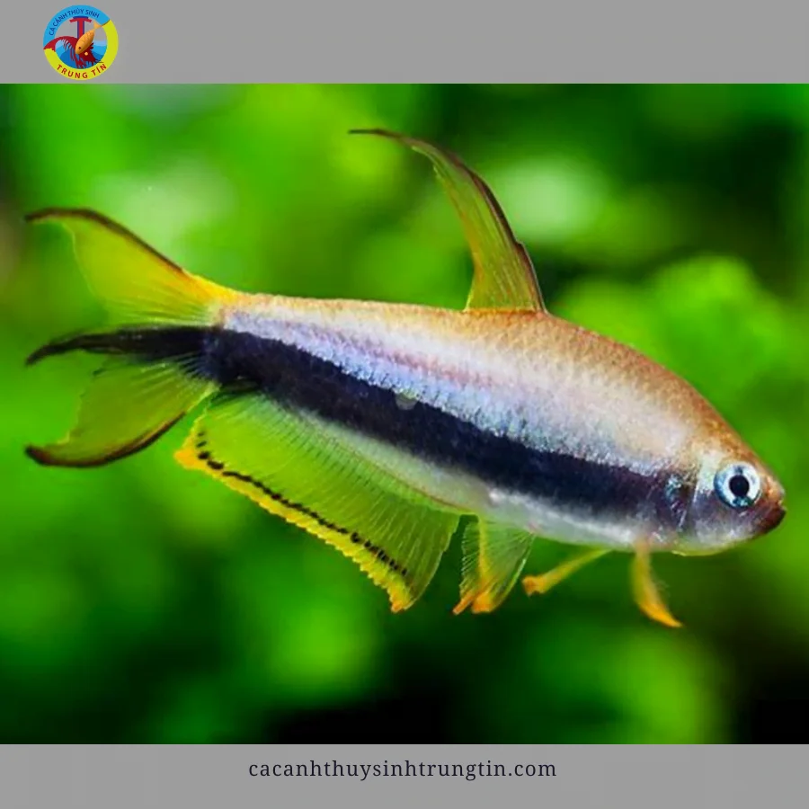 cá neon hoàng đế kiếm