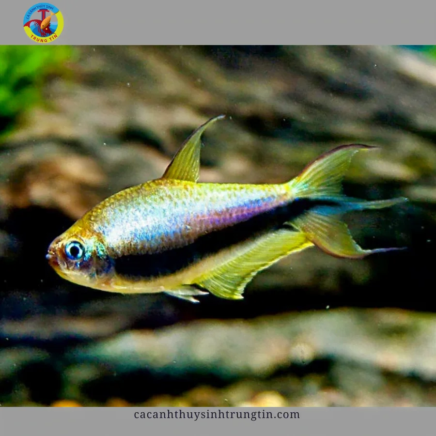 cá neon hoàng đế kiếm