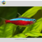 Cá Neon Vua