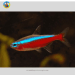 Cá Neon Vua