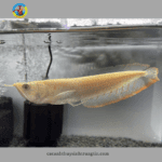 cá ngân long abino