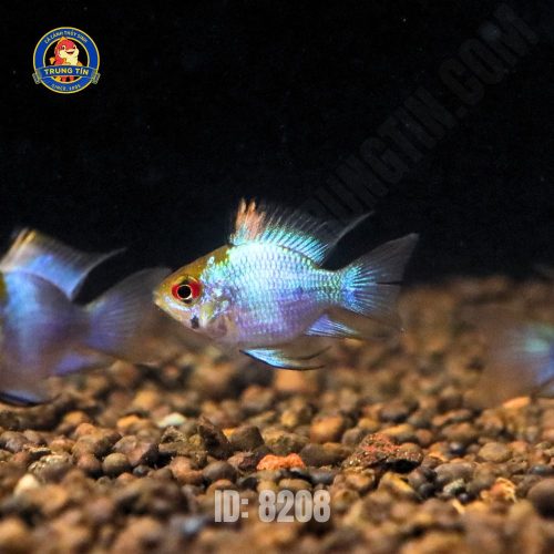 phượng hoàng lam (2)