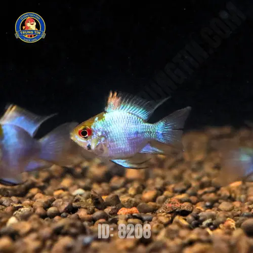 phượng hoàng lam (2)