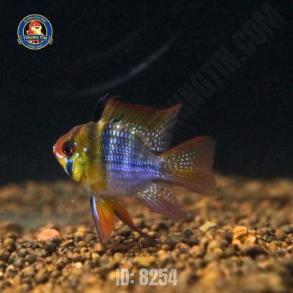 phượng hoàng ngũ sắc (3)