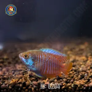 sặc gấm (3)