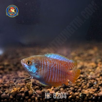 sặc gấm (3)