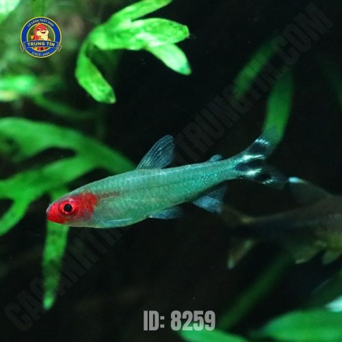 sóc đầu đỏ (6)