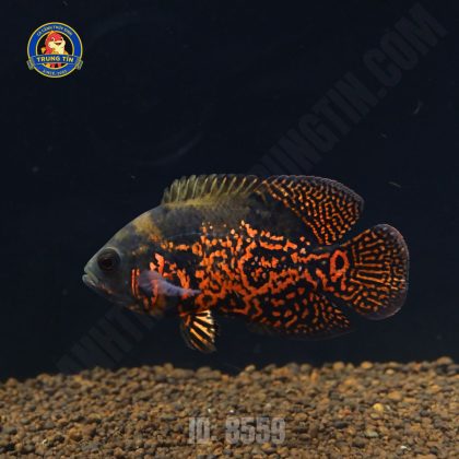 tai tượng châu phi đen 3