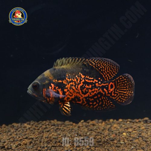 tai tượng châu phi đen 3