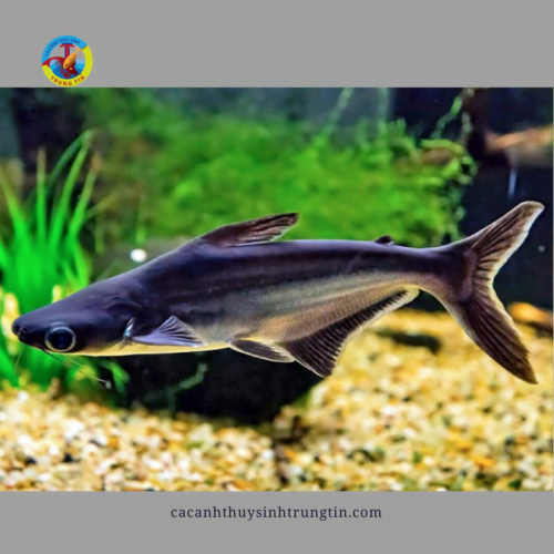 cá thành cát tư hãn