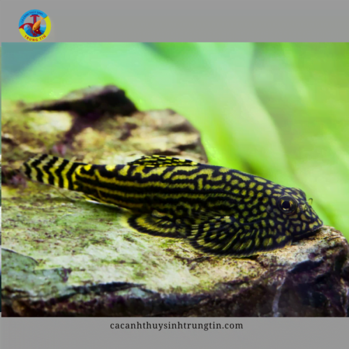 cá tỳ bà bướm