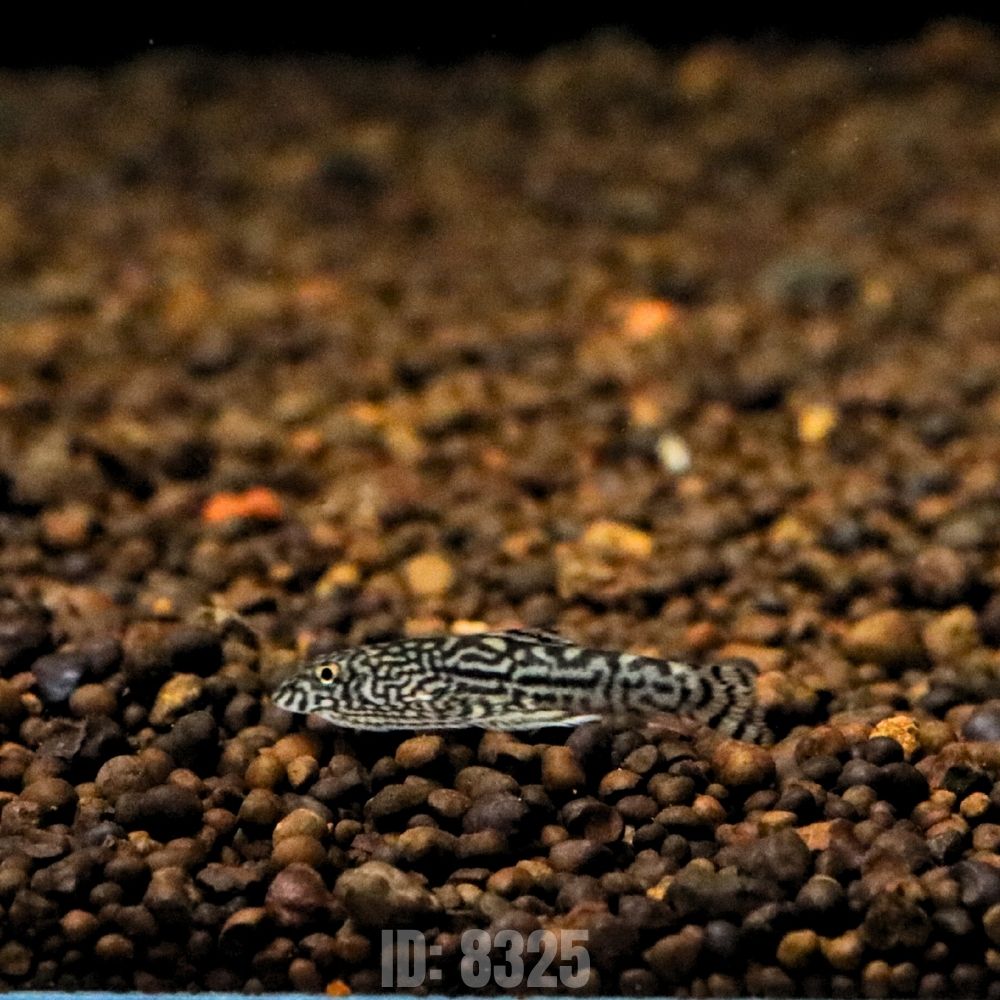 tỳ bà bướm 1 tỳ bà bướm 1