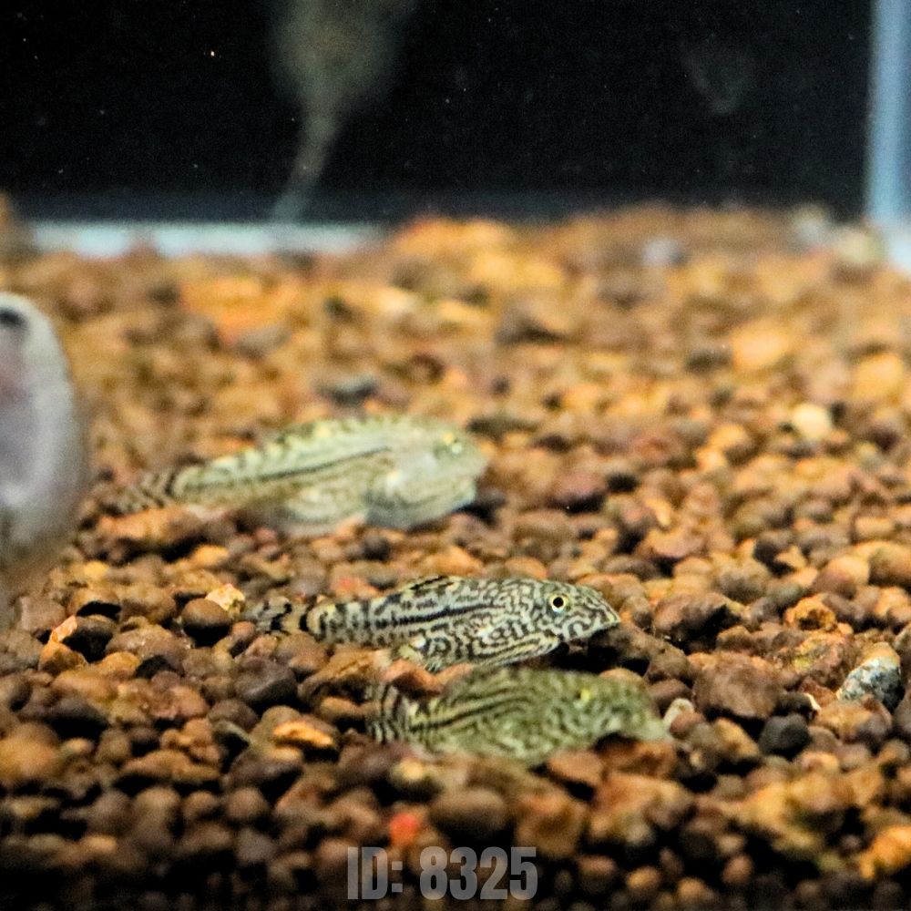 tỳ bà bướm 2 tỳ bà bướm 2