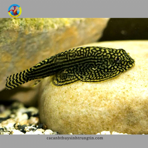 cá tỳ bà bướm