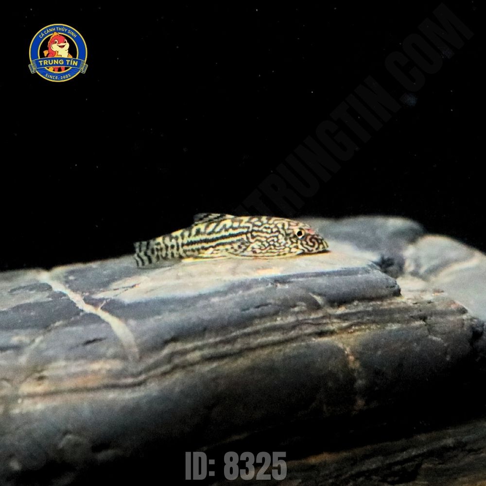 tỳ bà bướm 5 tỳ bà bướm 5