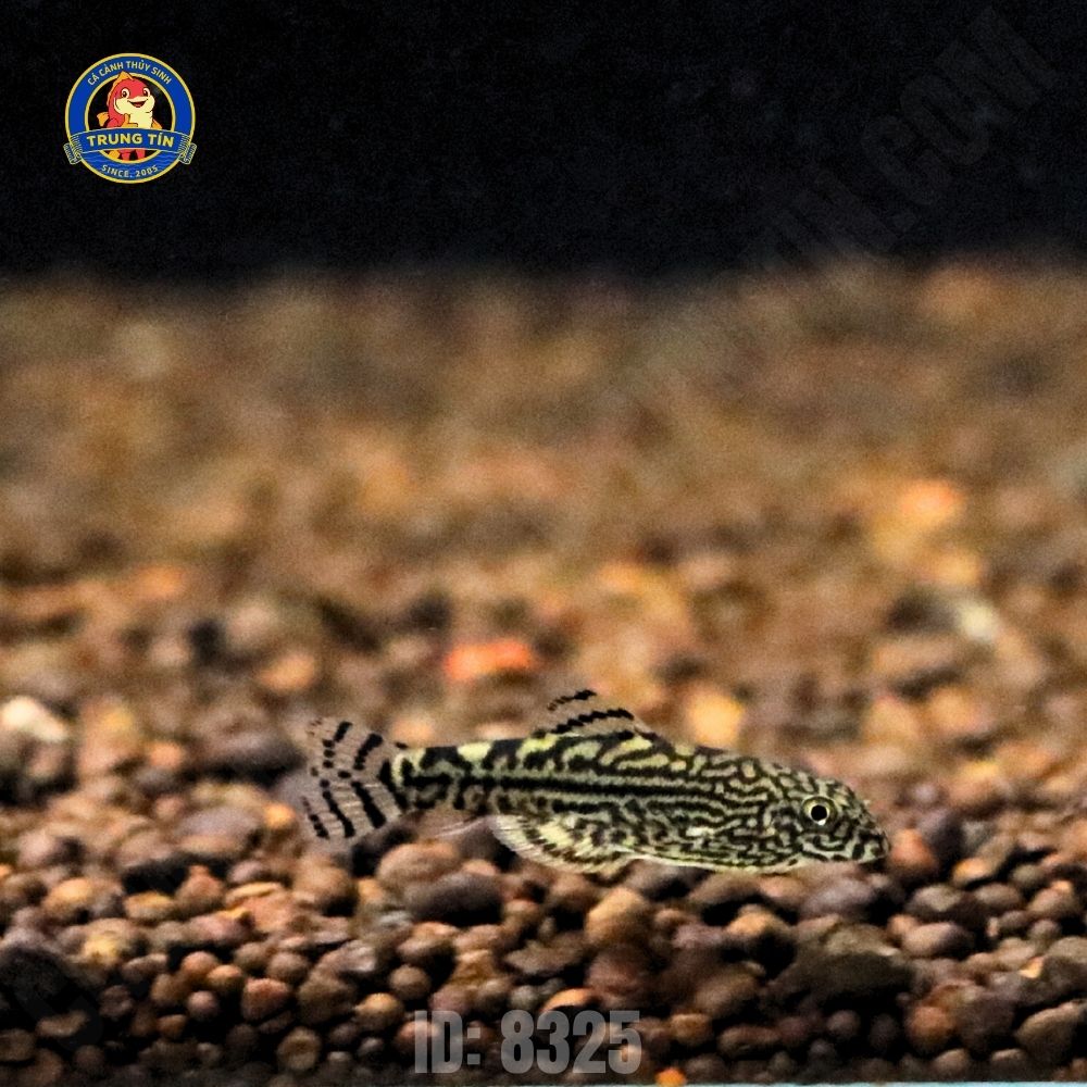 tỳ bà bướm 6 tỳ bà bướm 6