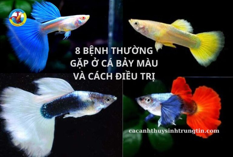 8 BỆNH THƯỜNG GẶP Ở CÁ BẢY MÀU VÀ CÁCH ĐIỀU TRỊ