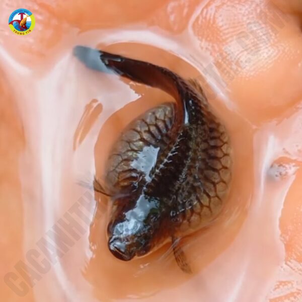 Cá bảy màu bị xù vảy