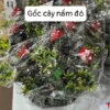 Gốc cây nấm đỏ - Cái