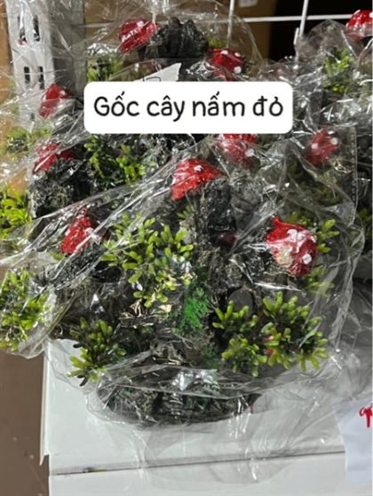 Gốc cây nấm đỏ - Cái