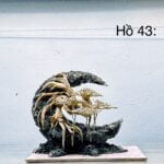 layout trang trí bể cá