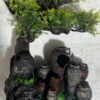Cây Bonsai - Lu