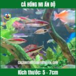 CÁ HỒNG MI ẤN ĐỘ