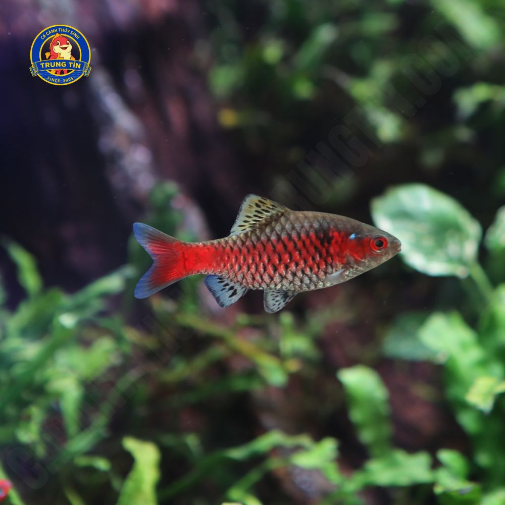 cá odesa barb 1 cá odesa barb