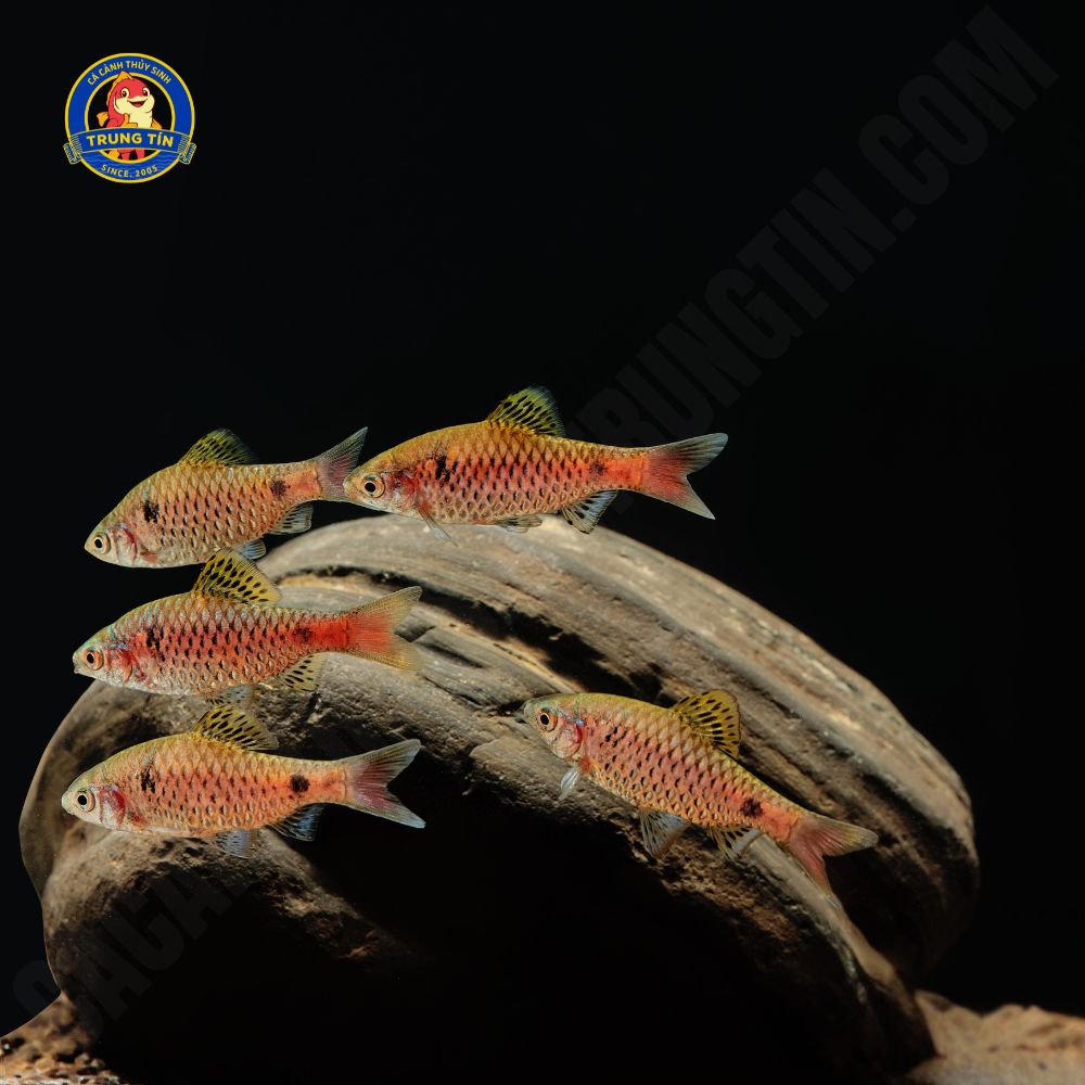 cá odesa barb 2 cá odesa barb