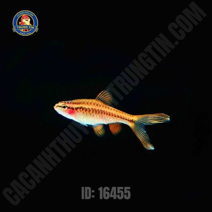 diếc anh đào 1