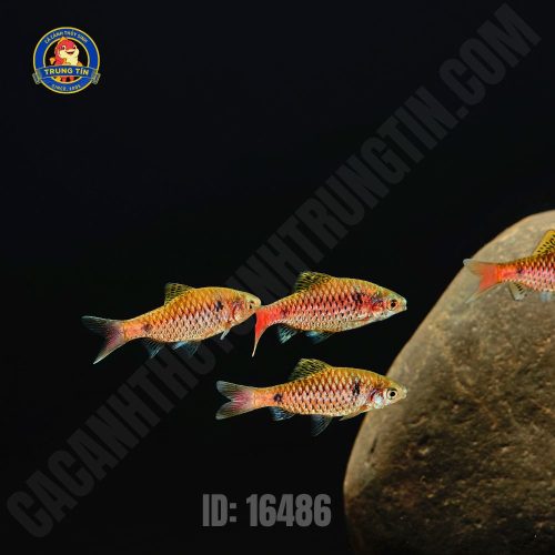 diếc vẩy rồng 1