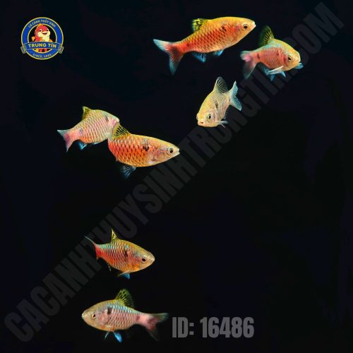 diếc vẩy rồng 2