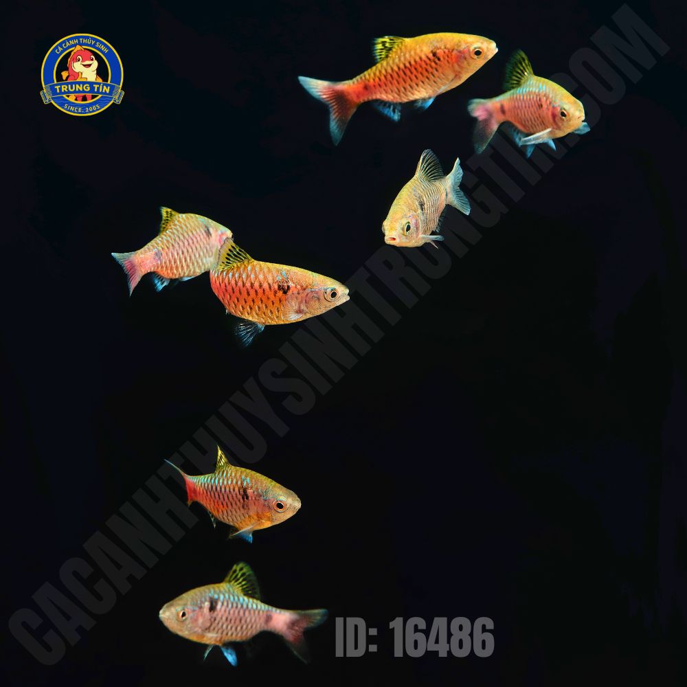 diếc vẩy rồng 2 diếc vẩy rồng 2