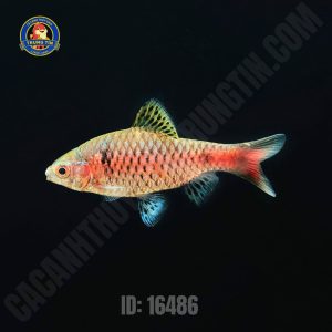 diếc vẩy rồng 3