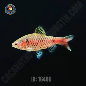 diếc vẩy rồng 3
