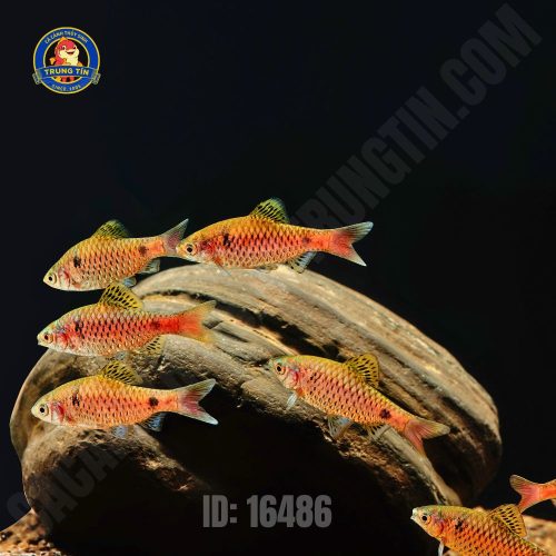 diếc vẩy rồng 4