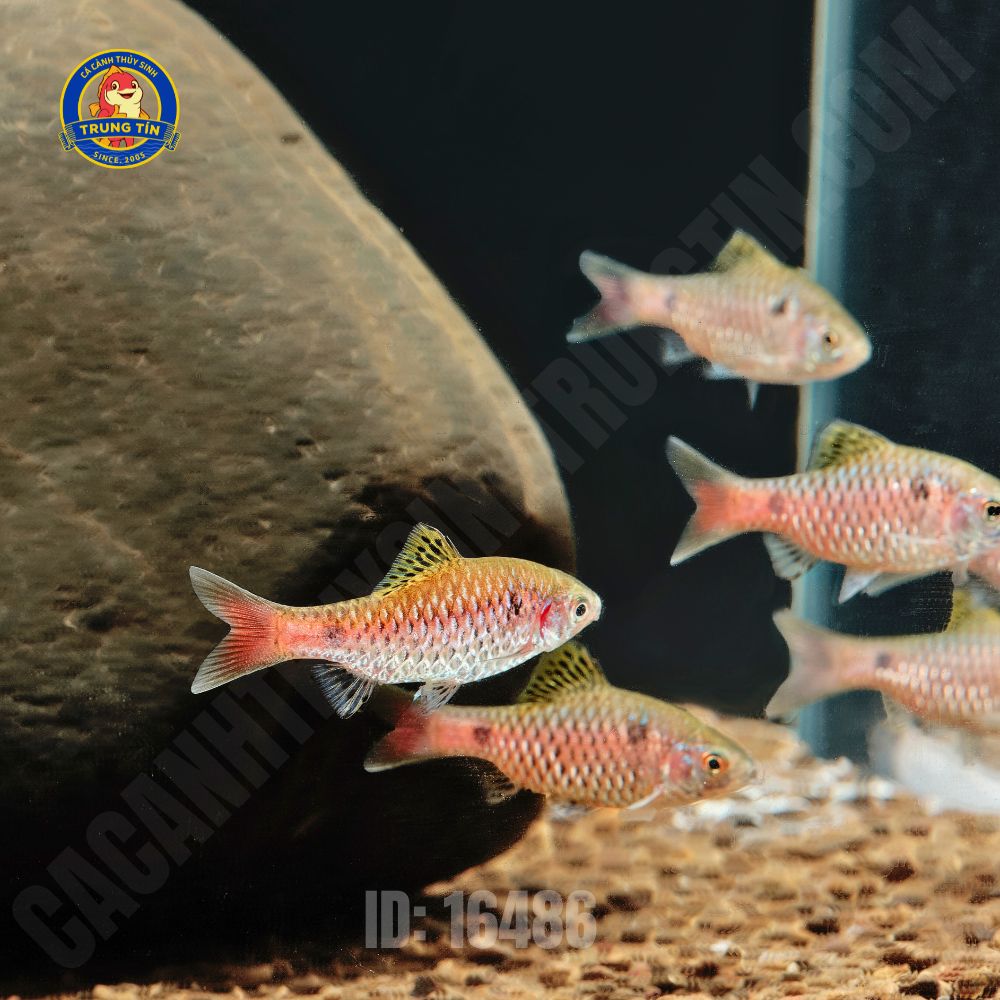 diếc vẩy rồng 5 diếc vẩy rồng 5