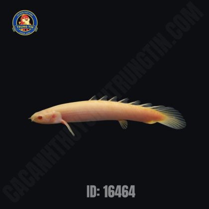 khủng long albino 2 IID_ 164643