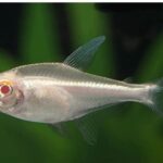 ca-neon-abino-mat-do