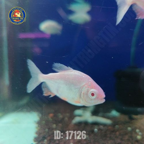 cá pacu albino 1 (3)