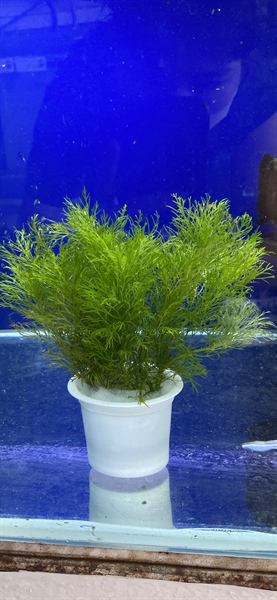 Cây Đại Bảo Tháp (Limnophila Aquatica) - Lá Nước
