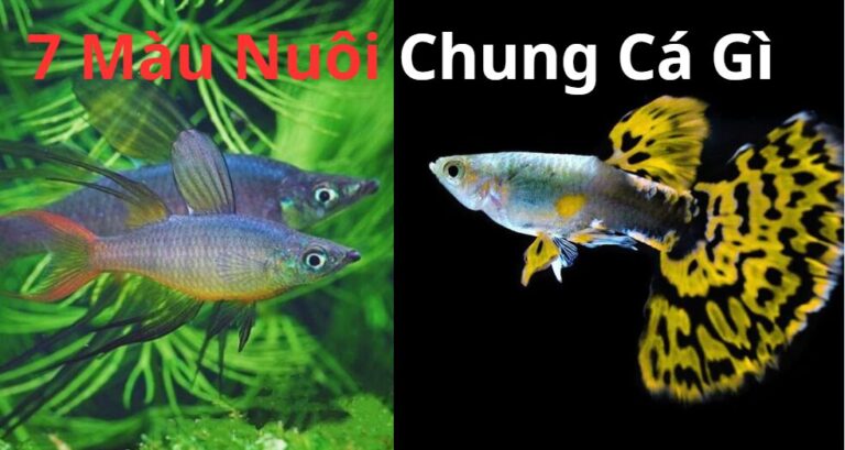 nuôi chung cá 7 màu