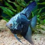 ca-ong-tien-blue-smoke