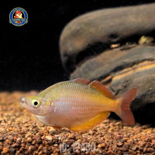 cầu vồng trifas 3