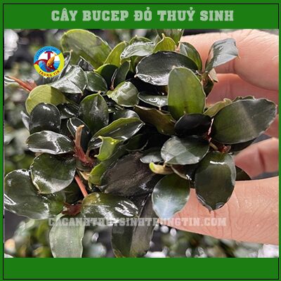 cây bucep đỏ thuỷ sinh