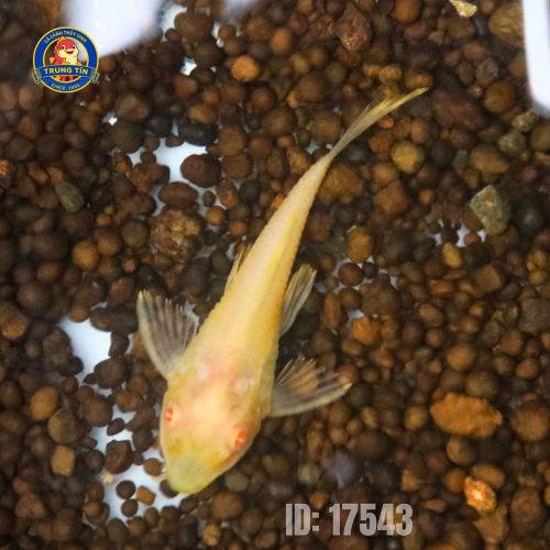 lau kiếng beo vàng albino 3