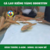 lau kiếng vàng shortfin size 5-6