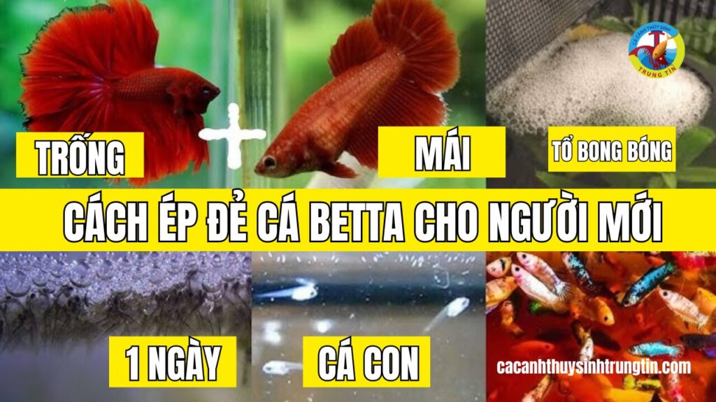 cach-de-ep-de-ca-betta-cho-nguoi-moi